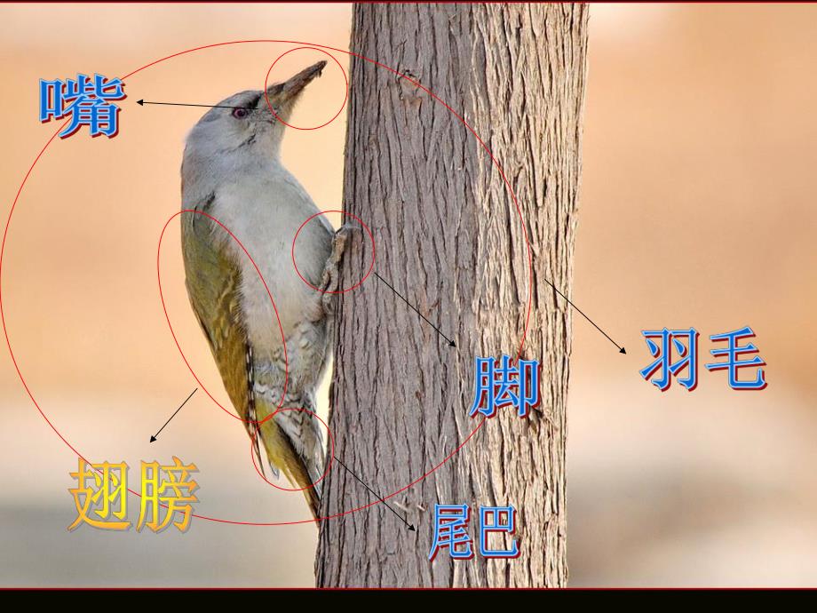 中班科学《啄木鸟》PPT课件教案中班科学教案：啄木鸟%28课件%.ppt_第3页
