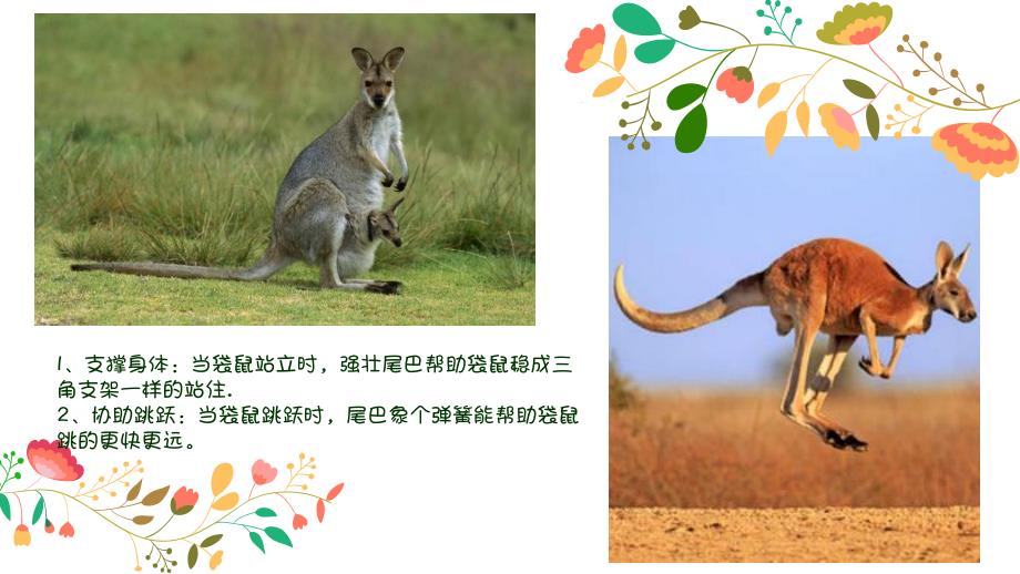 中班语言《动物的尾巴不一样》PPT课件教案中班科学活动课《动物的尾巴》PPT课件.ppt_第3页