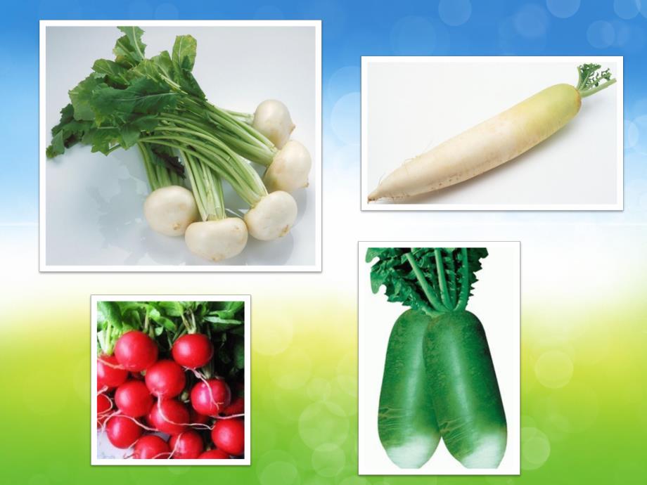 小班科学《认识萝卜》PPT课件教案PPT课件.pptx_第3页