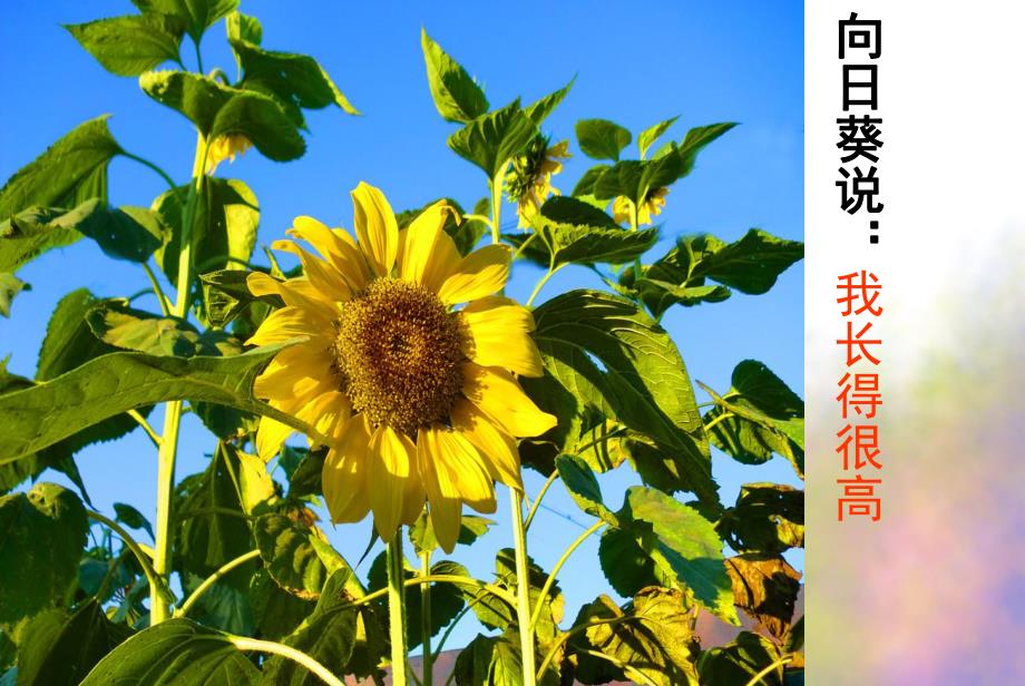 幼儿园《大大的向日葵》PPT课件教案ppt课件.pptx_第3页