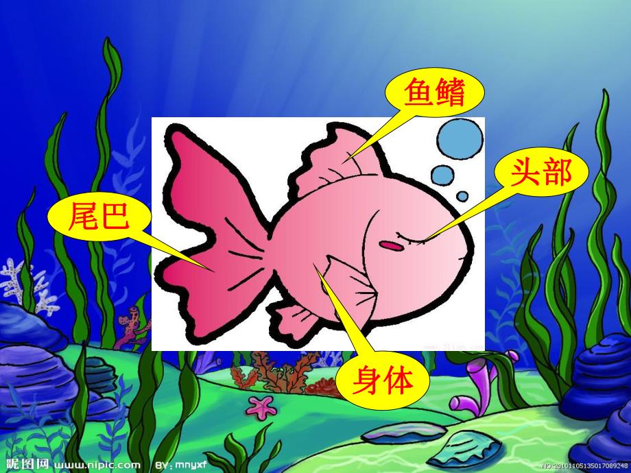 中班美术《我喜欢的鱼》PPT课件中班美术：我喜欢的鱼.ppt_第3页