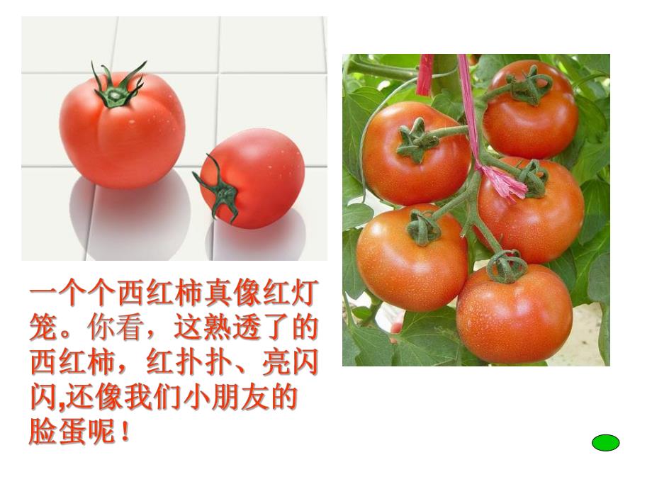 中班科学《蔬菜一家亲》PPT课件教案蔬菜一家亲.ppt_第3页