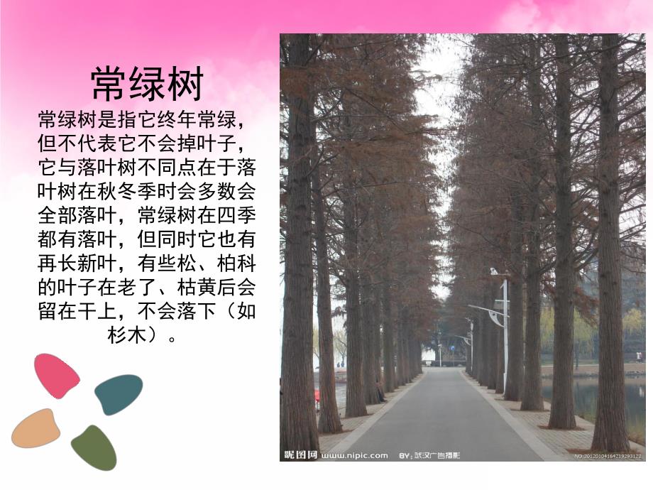 常绿树和落叶树PPT课件教案图片PPT课件.pptx_第3页