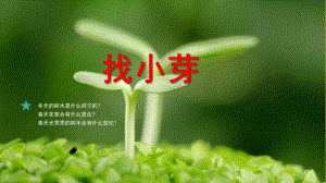 小班科学《找小芽》PPT课件教案小班科学《找小芽》.pptx