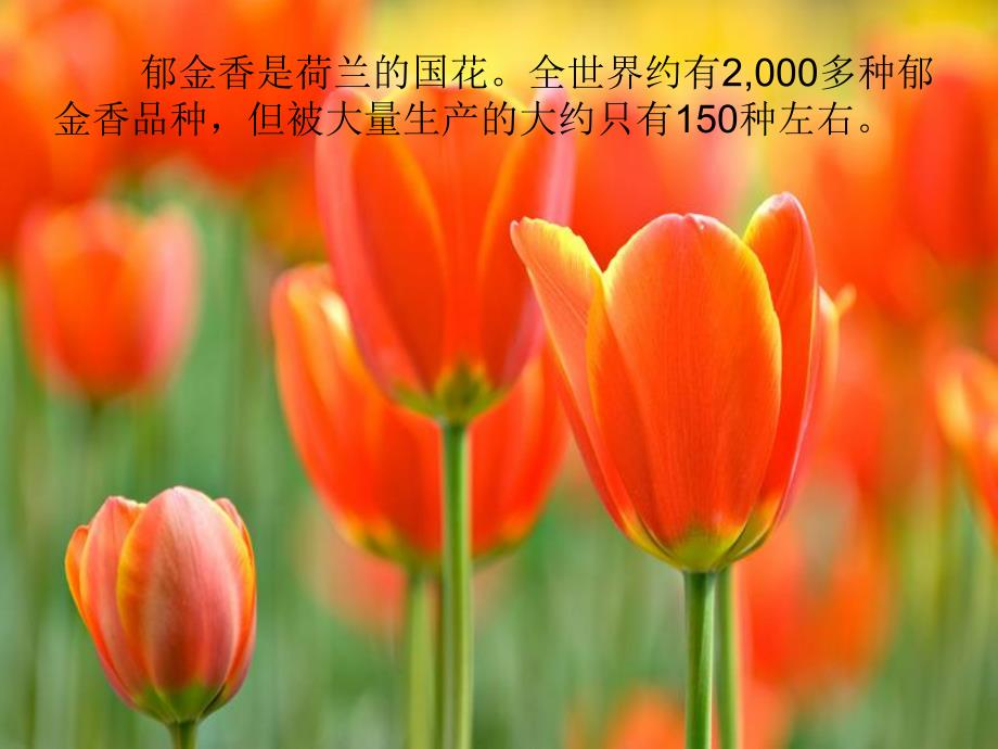 幼儿园美术《漂亮的郁金香》PPT课件ppt课件.pptx_第2页