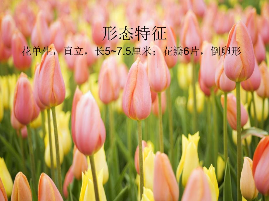 幼儿园美术《漂亮的郁金香》PPT课件ppt课件.pptx_第3页