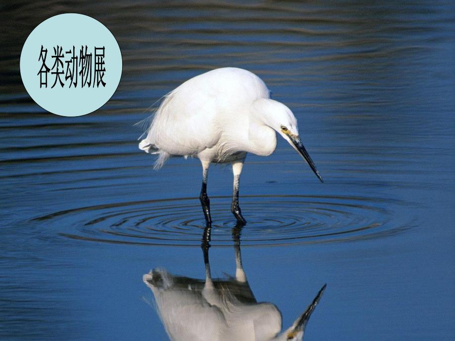 幼儿园《各种各样的动物》PPT课件教案.pptx_第2页