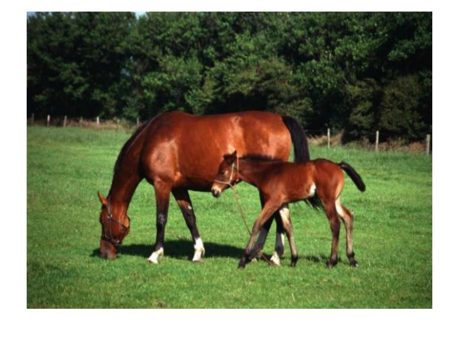 中班科学《我喜欢的动物》PPT课件教案ppt课件.ppt_第2页