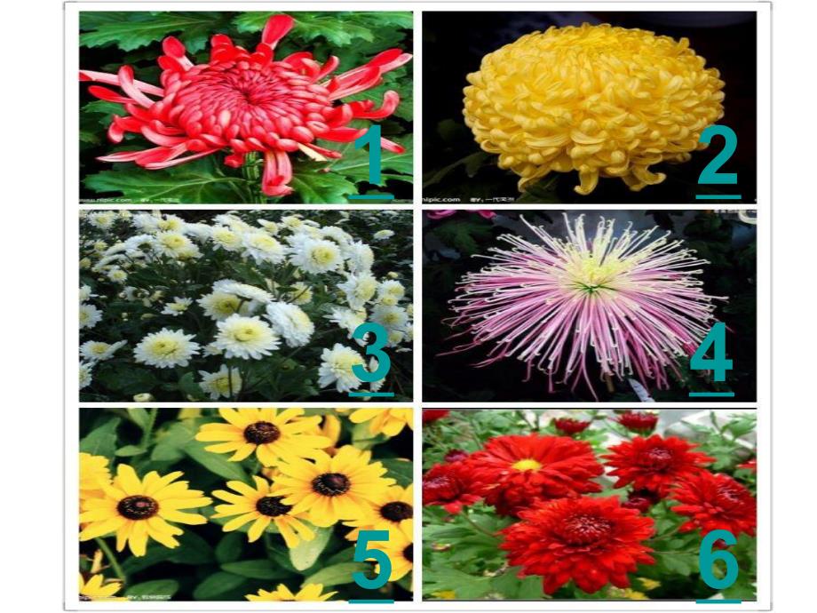 中班科学活动《天的菊花》PPT课件教案PPT课件.ppt_第2页