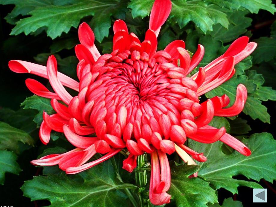 中班科学活动《天的菊花》PPT课件教案PPT课件.ppt_第3页