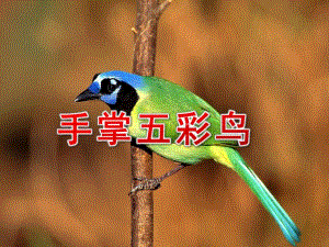 中班美术活动《手掌五彩鸟》PPT课件教案.ppt