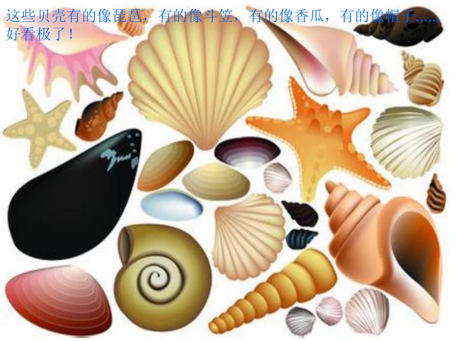 中班语言活动《花花绿绿的贝壳》PPT课件中班语言活动《花花绿绿的贝壳》PPT课件.ppt_第3页