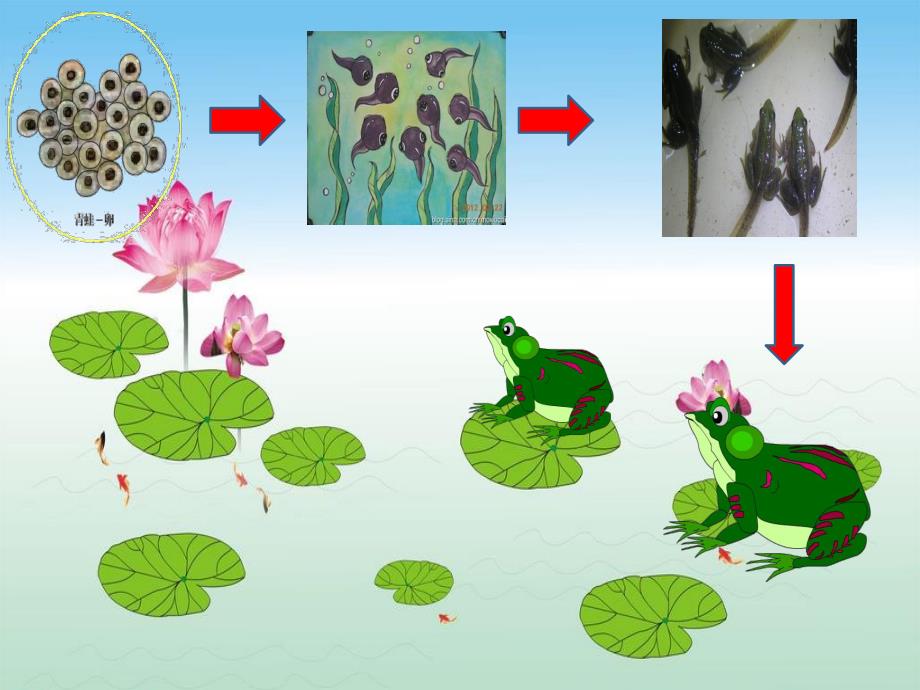 幼儿园数学《小青蛙捉害虫》PPT课件教案PPT课件.pptx_第3页