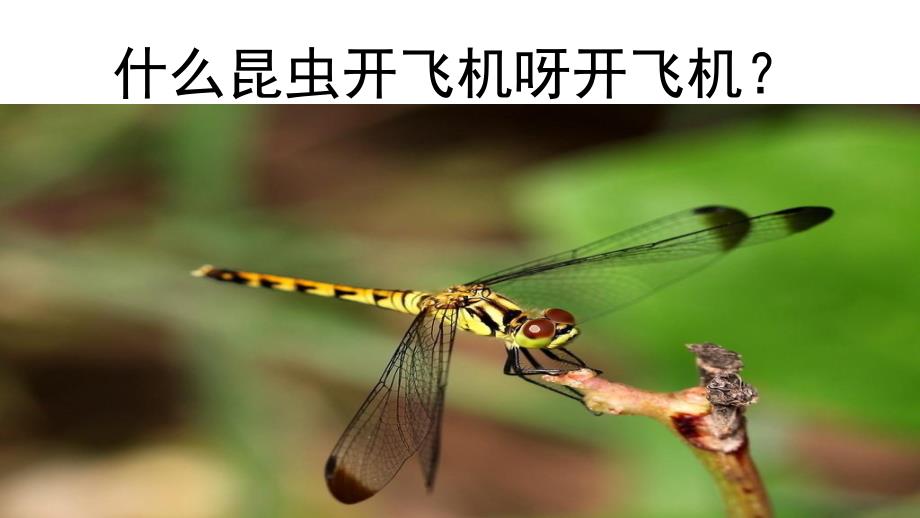 昆虫运动会PPT课件教案图片《昆虫运动会》.pptx_第2页