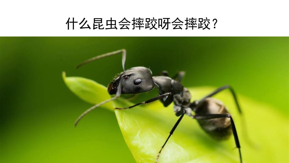 昆虫运动会PPT课件教案图片《昆虫运动会》.pptx_第3页