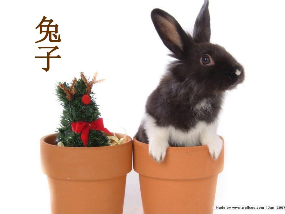 中班综合《我认识的动物》PPT课件教案我认识的动物.ppt_第3页