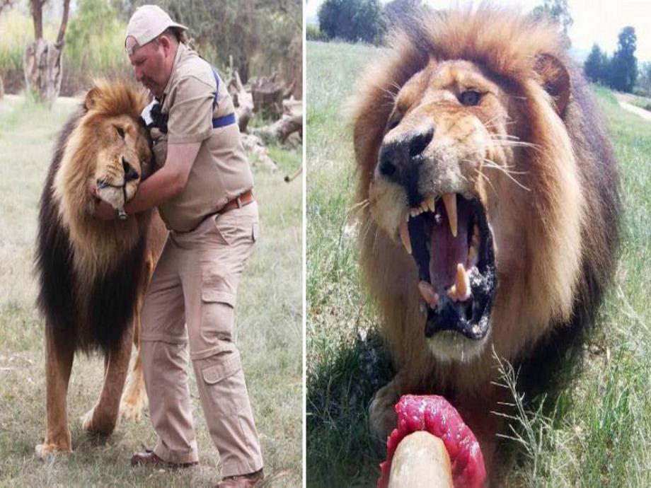 中班美术活动《大狮子》PPT课件.ppt_第3页