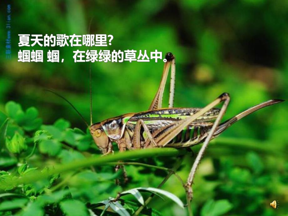 幼儿园夏天诗歌《夏天的歌》PPT课件教案配音ppt课件.pptx_第2页