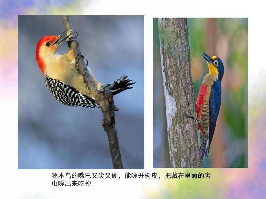 中班科学《动物的嘴巴》PPT课件教案中班科学《动物的嘴巴》.ppt_第2页