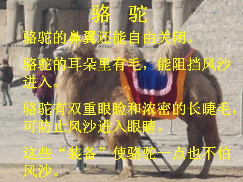 中班科学《沙漠动物的本领》PPT课件教案11.沙漠动物的本领.ppt_第2页
