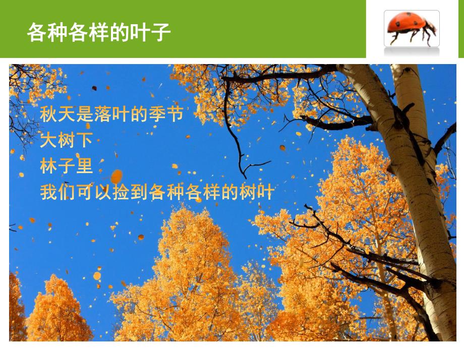 幼儿园《各种各样的叶子》PPT课件教案各种各样的叶子.pptx_第3页