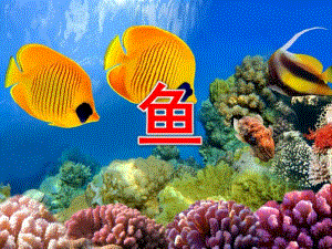 小班美术《鱼》PPT课件教案美术课--鱼.pptx