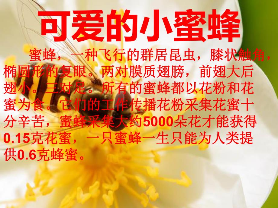 中班美术活动《小蜜蜂》PPT课件教案PPT课件.ppt_第3页