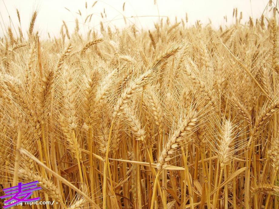 中班科学《稻子和麦子》PPT课件教案中班科学ppt稻子和麦子.ppt_第3页