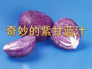 中班科学《奇妙的紫甘蓝汁》PPT课件教案中班科学《奇妙的紫甘蓝汁》课件.ppt