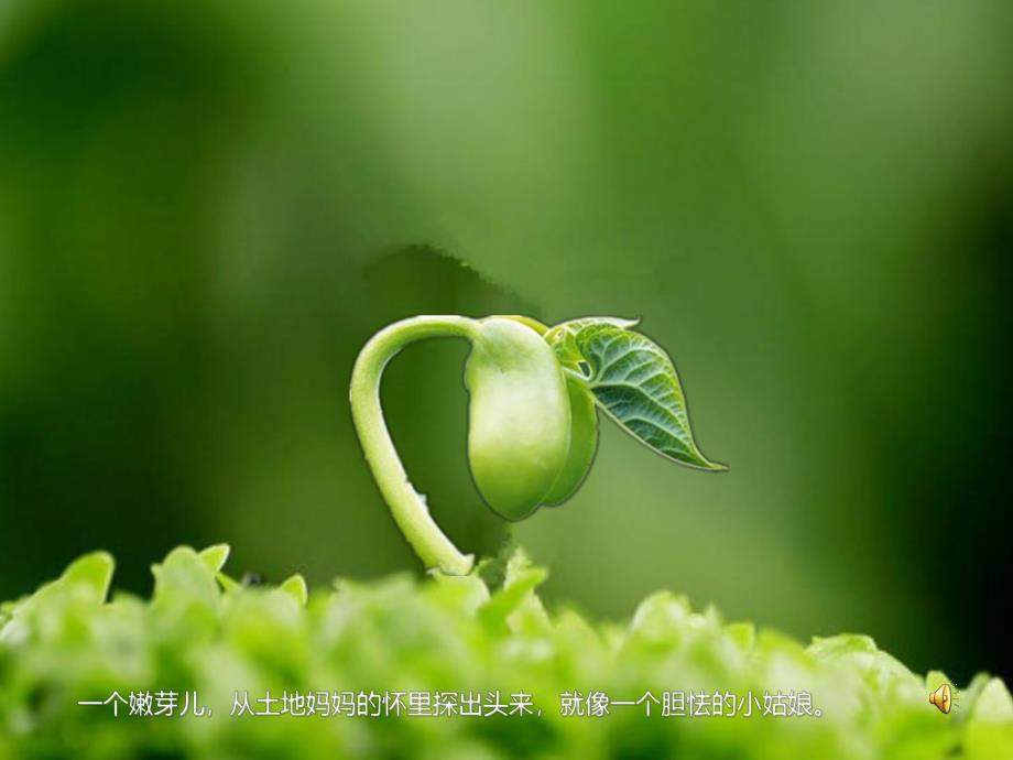 中班语言散文《芽》PPT课件配音音乐ppt课件.ppt_第2页