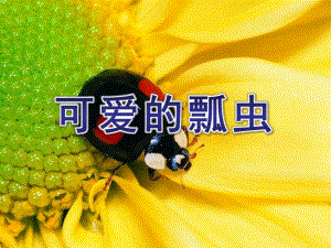 中班《可爱的瓢虫》PPT课件可爱的瓢虫(备注中有文字补充.ppt