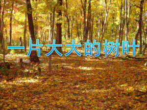 中班美术《一片大大的树叶》PPT课件教案多彩的树叶.ppt
