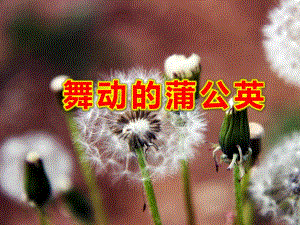 小班美术《舞动的蒲公英》课件小班美术《舞动的蒲公英》课件.pptx