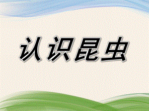 小班科学《认识昆虫》PPT课件教案小班科学-认识昆虫.ppt