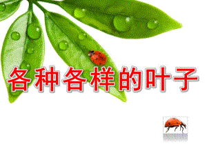 幼儿园《各种各样的叶子》PPT课件教案各种各样的叶子.ppt