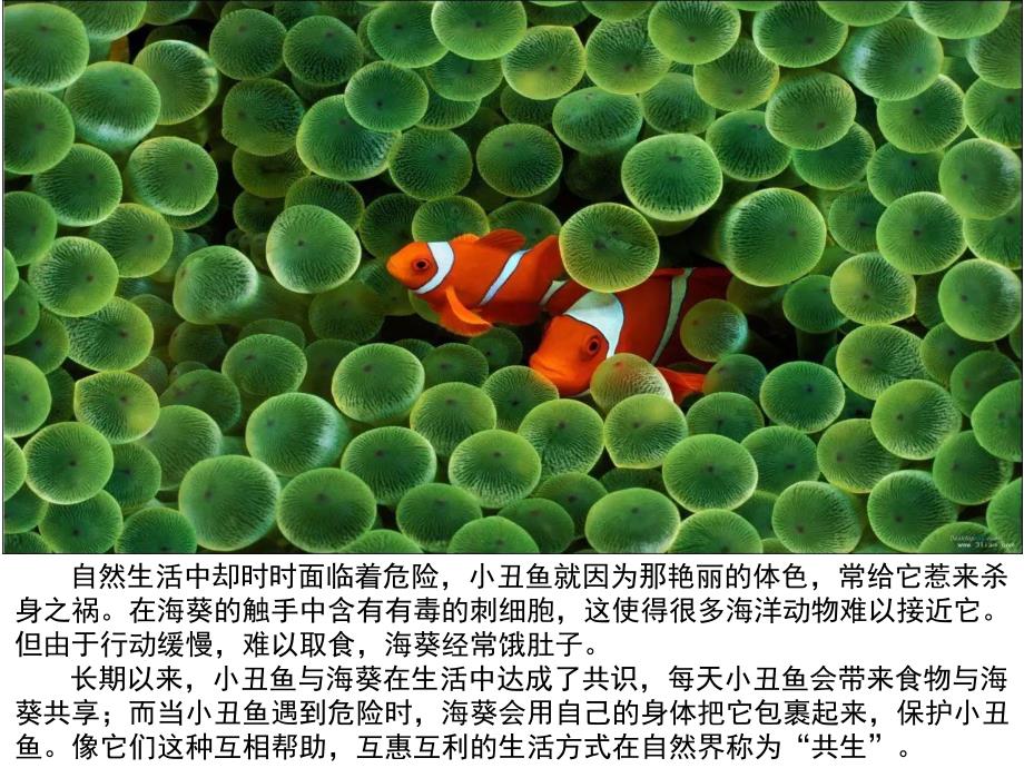 大班社会《小丑鱼》PPT课件小丑鱼.ppt_第3页