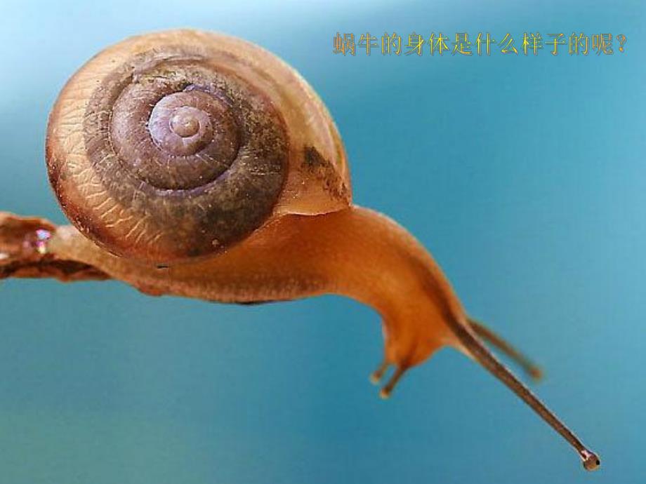 小班手工泥工《蜗牛出来了》PPT课件小班泥工：蜗牛出来了PPT.ppt_第3页