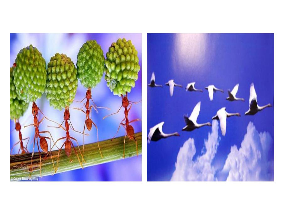 大班语言《金色的天》PPT课件教案ppt课件.ppt_第3页