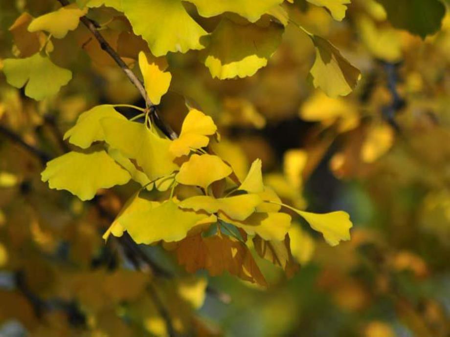 幼儿园《多彩的树叶》PPT课件教案多彩的树叶.ppt_第3页