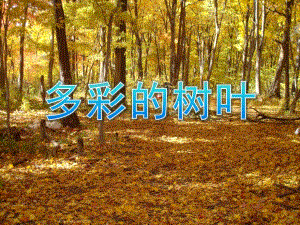 幼儿园《多彩的树叶》PPT课件教案多彩的树叶.ppt