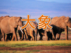 小班语言《大象》PPT课件教案大象课件.ppt