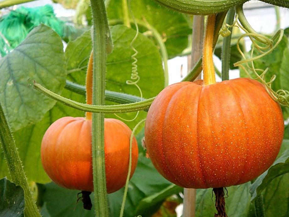 小班科学《瓜的一家》PPT课件瓜的一家.ppt_第2页