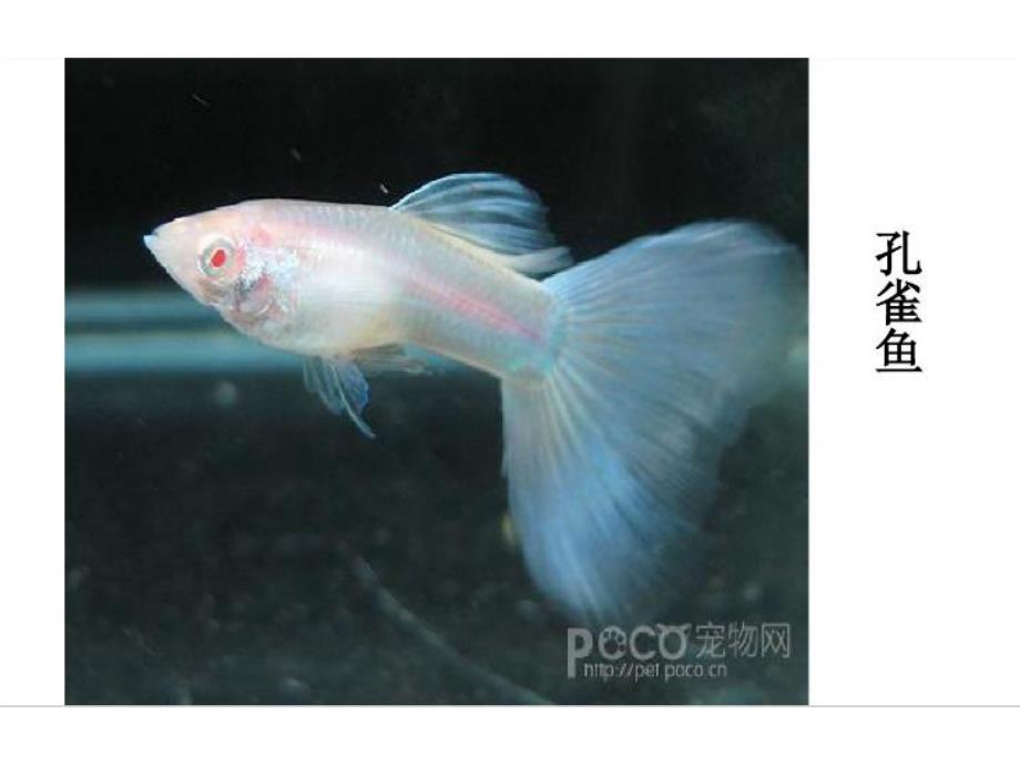 幼儿园科学《快乐的鱼儿》PPT课件教案幼儿园PPT课件：快乐的鱼儿.ppt_第3页