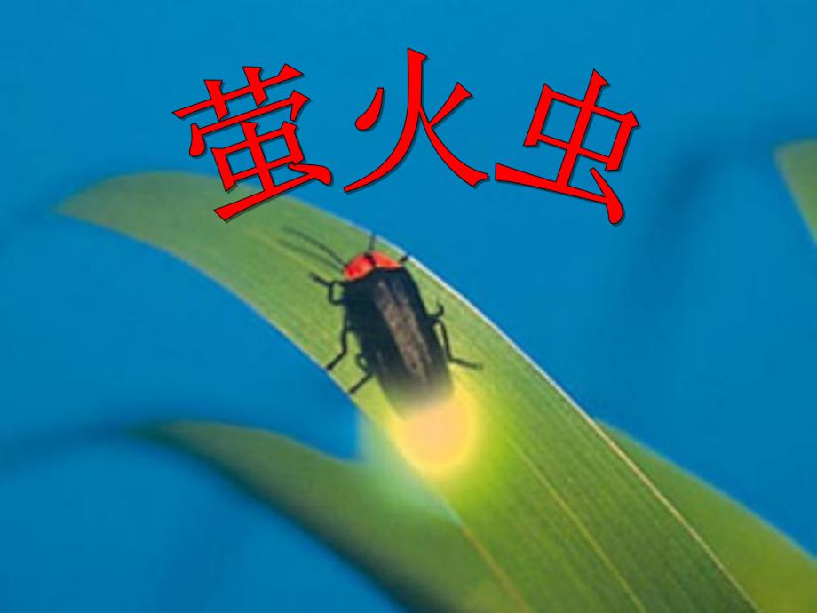 小班手指游戏《萤火虫》PPT课件教案PPT课件.ppt_第1页