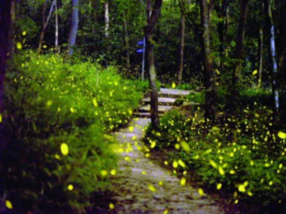 小班手指游戏《萤火虫》PPT课件教案PPT课件.ppt_第2页