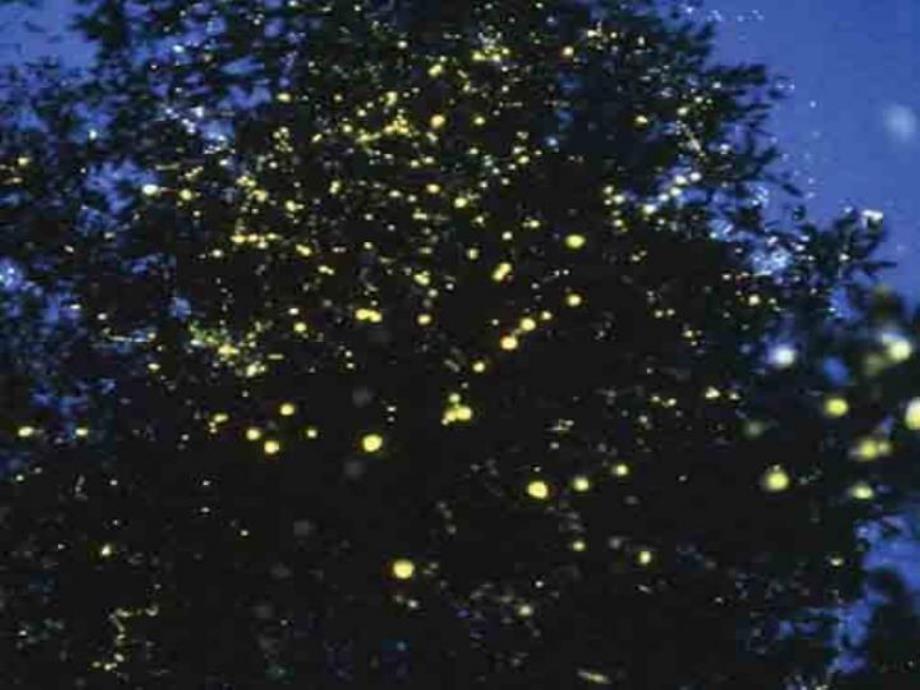 小班手指游戏《萤火虫》PPT课件教案PPT课件.ppt_第3页