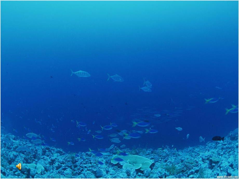 小班音乐《大鱼和小鱼》PPT课件教案音乐小班音乐 《大鱼和小鱼》.ppt_第2页