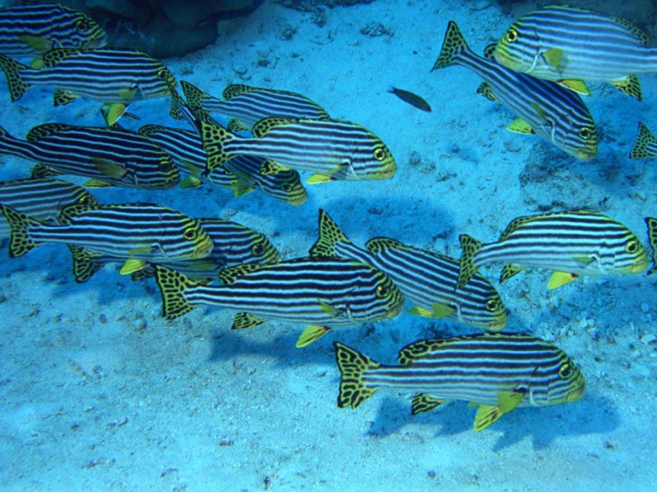 小班音乐《大鱼和小鱼》PPT课件教案音乐小班音乐 《大鱼和小鱼》.ppt_第3页