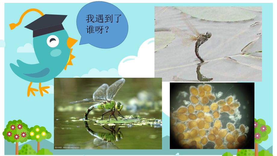 大班科学《胎生与卵生》PPT课件教案大班科学胎生与卵生(最后一页附教案).ppt_第3页