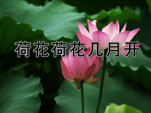荷花荷花几时开PPT课件教案图片荷花荷花几月开.ppt